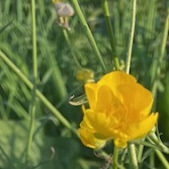 Green background of longer grass, with yellow buttercups