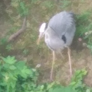 A heron stands on the bank of a canal