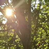 The sun, shining through a lattice of twigs and fresh green leaves.