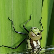 A large dragonfly clings to a thick green reed above a pool. Its cockpit eyes are pale honey coloured, and its body has intricate spots and markings of greens with pairs of pale blue markings all down its abdomen