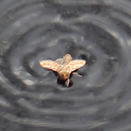 An angle shade moth creates some lovely ripples on a loch as it practices doggy paddle. It eventually reached the shore and climbed out.
