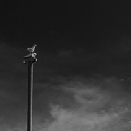 A seagull sitting on top of a telephone pole framed to the left and below by deciduous trees. Photo is monochrome, taken with a yellow filter causing the bright blue sky to render like dark night.