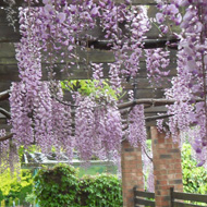 Long pergola covered in traditional purple wisteria