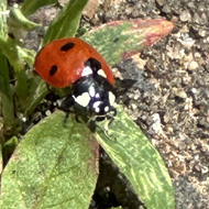 Another Ladybird came to visit
