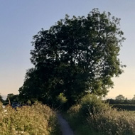 A collage of 4 pics; a green oak tree, the canal towpath, a deer eating grass, all with surrounding green, blue skies and bright summer light.  The fourth pic is a good book and a cup ofcoffee