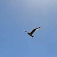 A seabird flies just under the glow of the sun across a clear blue sky, casting an exaggerated shadow on the sand below