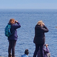 Bird watchers are silhouetted in a line on top of a grassy green cliff top on a bright day. The blue sea shimmers beyond.