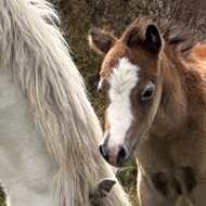 Horse and foal at high point on plateau