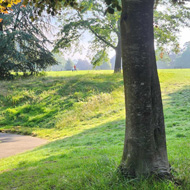 A tree stands in the front and centre. Behind is A gentle green slope up to the rest of the park. In the distance two figures play bathed in a misty early morning sun light.