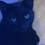 An unimpressed Salem the black cat tolerates the inebriated shenanigans of its owners