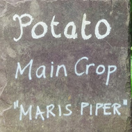 Slate sign with chalk labelling a bed of Maris Piper potatoes with very large, green leaves above ground.