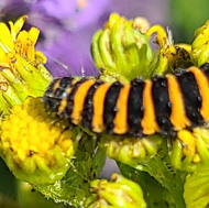 One gorgeous orange and black cinnabar moth caterpillar, on some bright yellow ragwort, growing between a huge purple lavender plants.