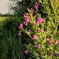 Wildflowers lit up by the afternoon sun