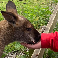 Child feeding a wallaby