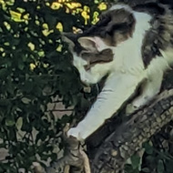 A cat climbs down a tree reaching towards a garden gnome sleeping in a hammock hanging from the branches. Below a pair of gnomes watch in concern.