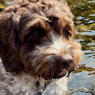 A brown and white Sproodle resting in a clear river with pebbles visible