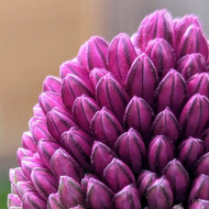 Purple fading to green allium heads