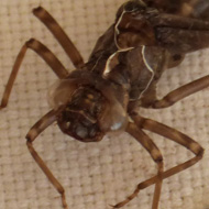 The collection of dragonfly nymph cases on the grandchildren's nature table has now grown to 16.