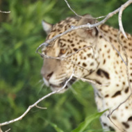 Jaguar standing on tree branch in Brazilian Pantanal