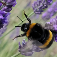 Large bumblebee on lavender flower