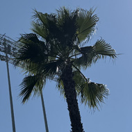 The Dodgers stadium entrance with Palm trees and sunny blue sky