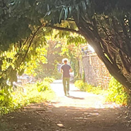 A tree lined path, with sun light at the end almost envelopes a figure in the distance