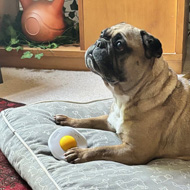 A small dog laying on a dog bed in the middle of a busy living room