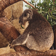 Koala sat on a branch eating some leaves at Longleat Safari.