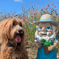 A fluffy ginger dogs sat next to a statue of a garden gnome. They are surrounded by colourful tall wildflowers