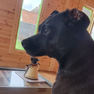 Puppy sitting on a lap near a partially built bar.