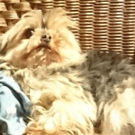 Two little Yorkshire Terriers lying peacefully in a large cane chair. They are ten and twelve years old. The older one has lost the fur on her face and sports a pretty nappy whilst the younger one occasionally jumps down and has a slow amble round the shop and then jumps back onto the chair again. Such a cute pair!