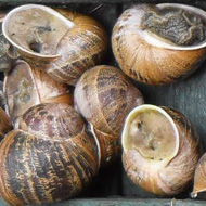 Snails at home on a piece of path edging