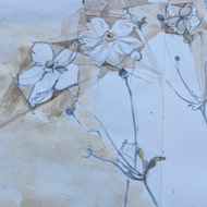 Japanese anemones being painted in watercolours