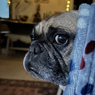 A grumpy looking dog staring at the camera from under a blanket