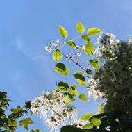 A view from underneath a tree with stringy white seed blooms against a clear blue sky. Most of the tree is in shadow but the edges of the leaves and seeds are backlit by the sun.