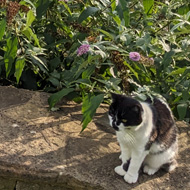 Overlooking rolling hills and countryside. A low wall runs from left to right on which a black and white cat sits at the right side of the picture.