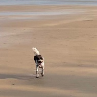 Tiny dog on huge beach with dunes and the sea in the background