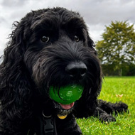 Our black dog Ozzie on the ground with a green ball in his mouth, looking into the camera.