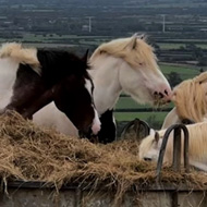 A mixed group of five white and brown horses and ponies eat yellow hay in front of some green hills