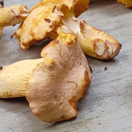 A jumble of yellowy orange mushrooms are strewn on a wooden bench in a woodland