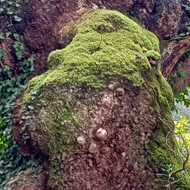 A particular type of troll from the wild hills and valleys of Wales must have caught the first rays of the sun and have been transformed into a tree. He retains his green cap though.