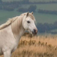 6 wild horses in the countryside.