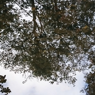 From an old wooden bridge over a river I captured an upside down image of trees in a patch of blue sky in the mirror like water. Blue sky - a rare sight this year in South Wales!