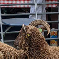 Sheep in pen on bridge