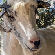 A goat in the mountains of Crete.