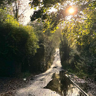 Sharp bright sunshine streams through dark branches and goldening leaves, reflected in a pool of rainwater in the lane below