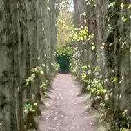 An avenue of towering lime trees at Wentworth Castle Gardens.