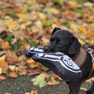 Black puppy holding a skeleton toy