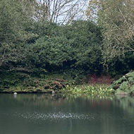 Pond surrounded by mixed trees with rich autumnal foliage