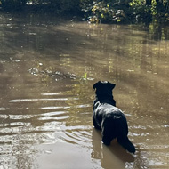 A dog wading through deep water with a bench in the background.